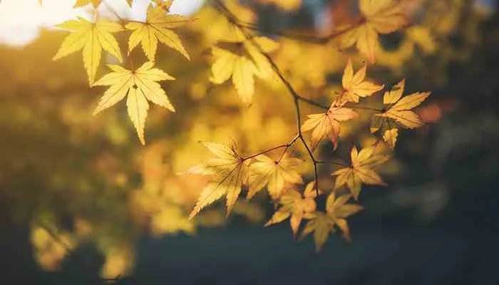 中秋节高速免费吗 中秋节高速是否免费