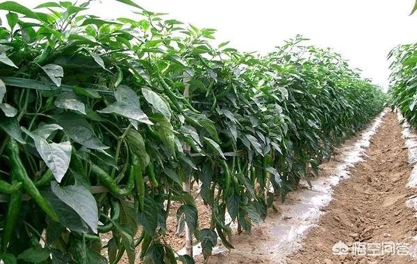 想通过种植什么东西致富,有哪些靠谱的?