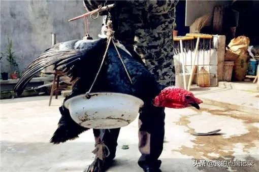 火鸡养殖前景怎么样?