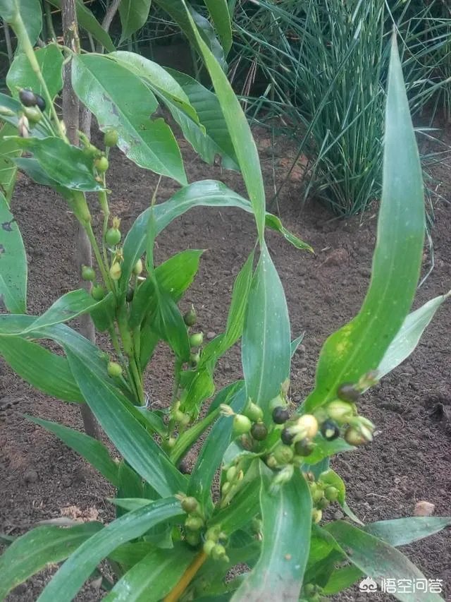 想通过种植什么东西致富,有哪些靠谱的?
