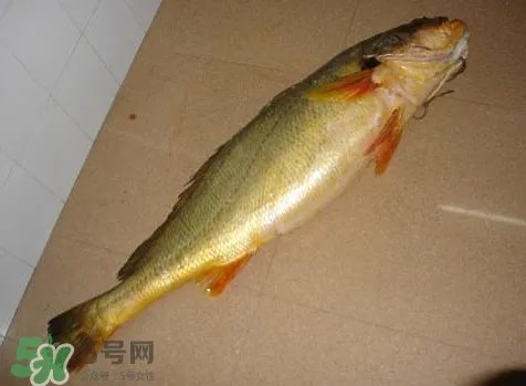 黄唇鱼为什么那么贵?黄唇鱼为什么这么贵