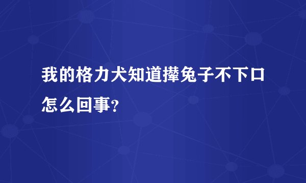 我的格力犬知道撵兔子不下口怎么回事？