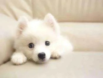 一条狐狸犬要多少钱,以及图片
