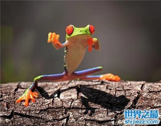 打伞树蛙是真的吗 树蛙真的存在这样的行为吗？ 