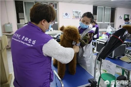 宠物美容应该怎么学？