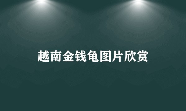 越南金钱龟图片欣赏