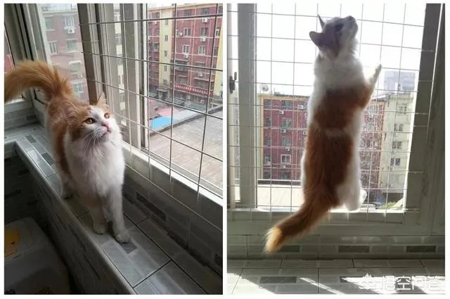 高楼住户适合养猫吗?