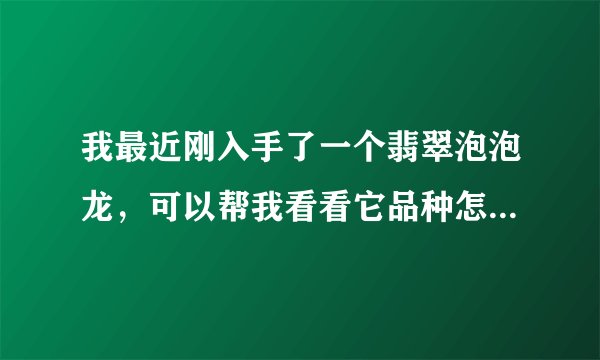 我最近刚入手了一个翡翠泡泡龙，可以帮我看看它品种怎么样，价格多少合适吗？