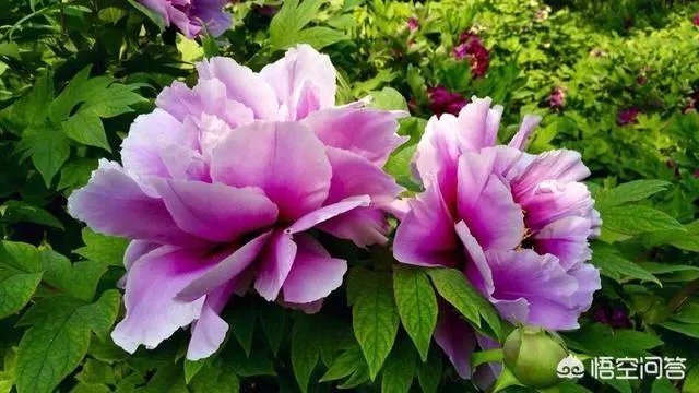 春风十里不如赏花,北京赏花指南是什么?