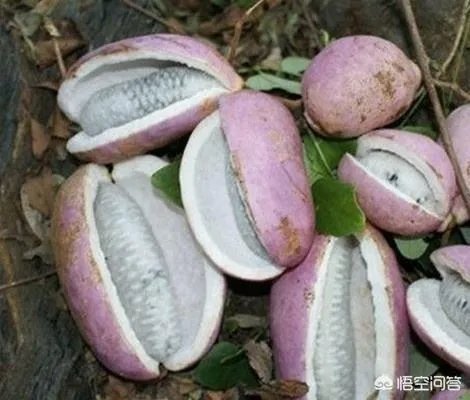 想通过种植什么东西致富,有哪些靠谱的?