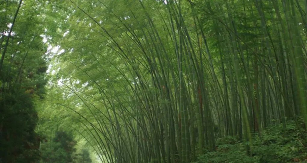 四川大学生徒步跑回家的原因是什么?
