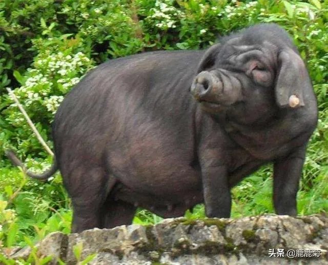 养猪效益怎样?