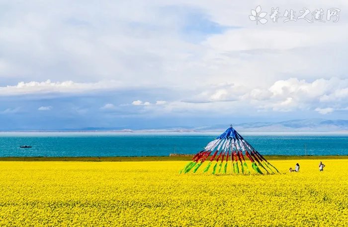 川防风