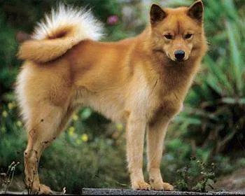 一条狐狸犬要多少钱,以及图片