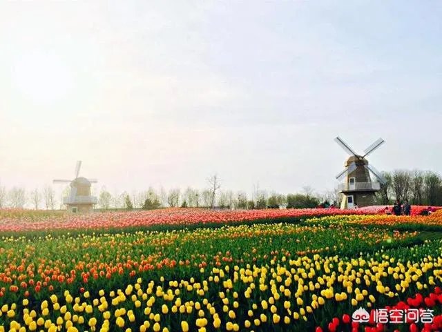 春风十里不如赏花,北京赏花指南是什么?