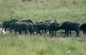 养殖什么好?