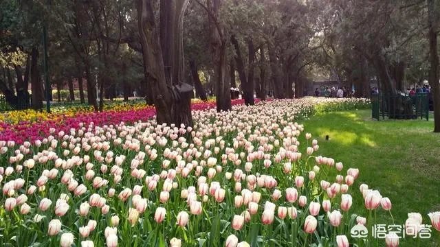 春风十里不如赏花,北京赏花指南是什么?