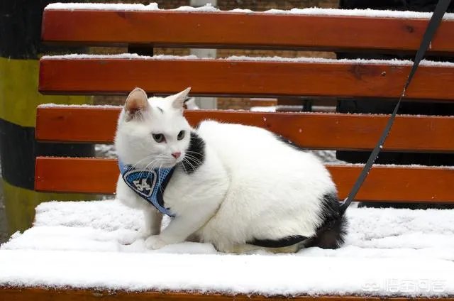 高楼住户适合养猫吗?