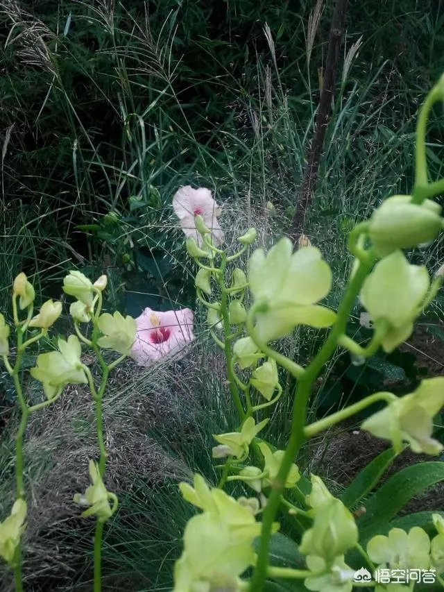 想通过种植什么东西致富,有哪些靠谱的?