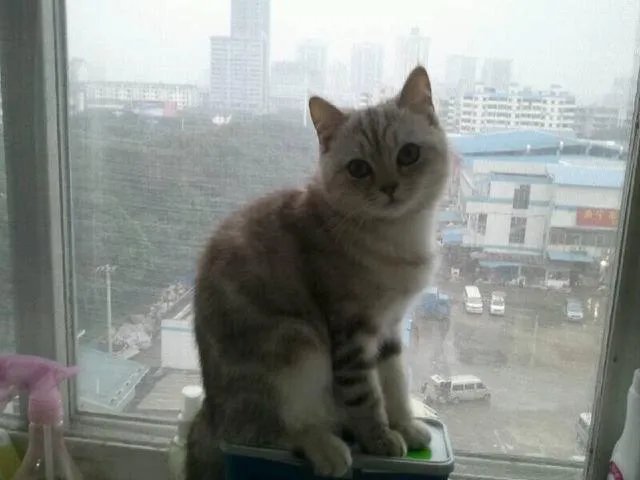 高楼住户适合养猫吗?