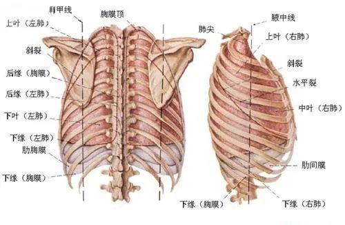 肋骨是在壁胸膜和脏胸膜之间吗?
