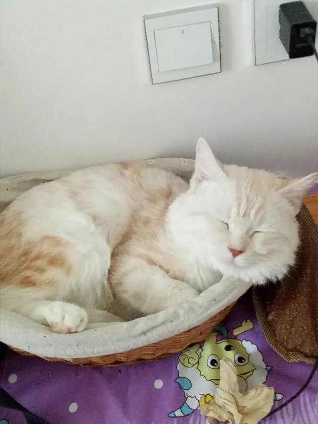 高楼住户适合养猫吗?