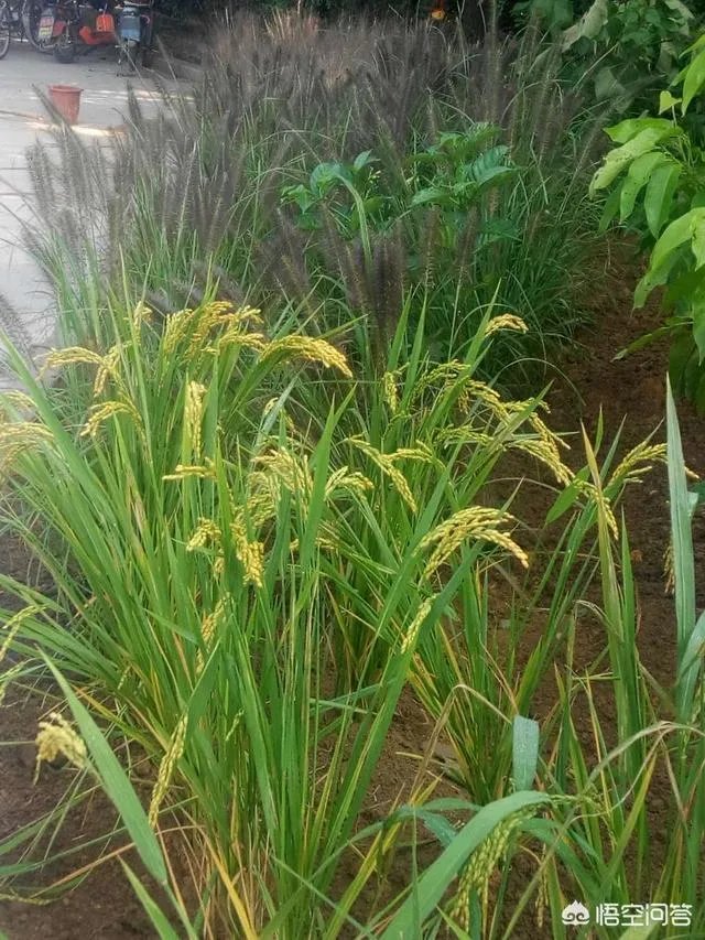 想通过种植什么东西致富,有哪些靠谱的?