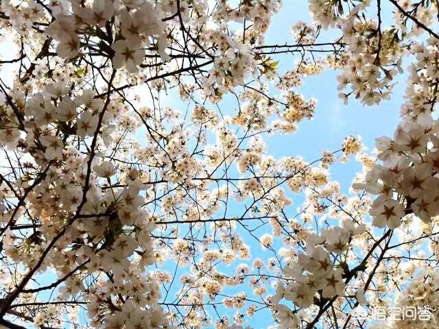 春风十里不如赏花,北京赏花指南是什么?