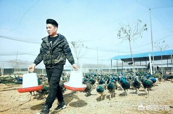 你们农村致富故事有哪些?