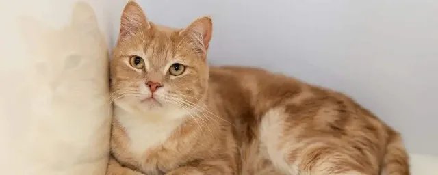 猫为什么能像液体一样缩在盒子里 猫的简单介绍
