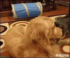 咬死过鸡的金毛会伤人吗？