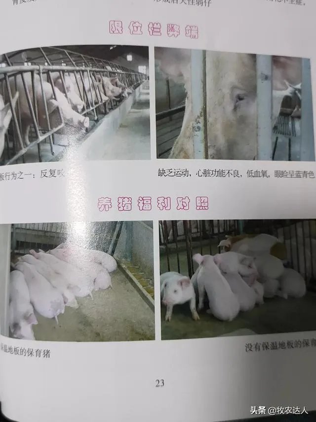 养猪效益怎样?