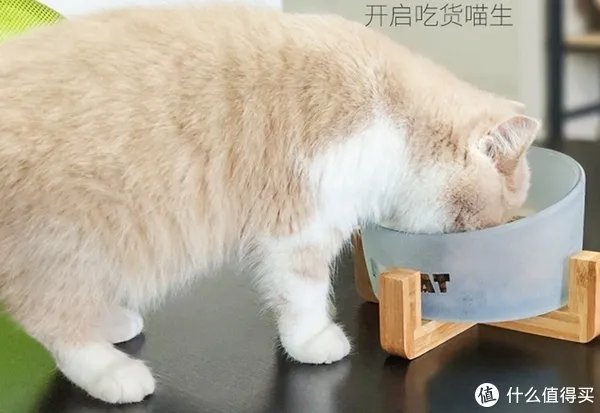 宠物碗怎么选择