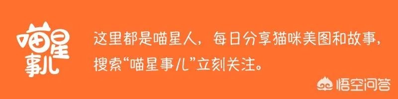 高楼住户适合养猫吗?