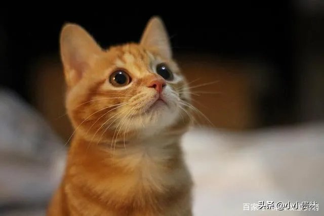 高楼住户适合养猫吗?