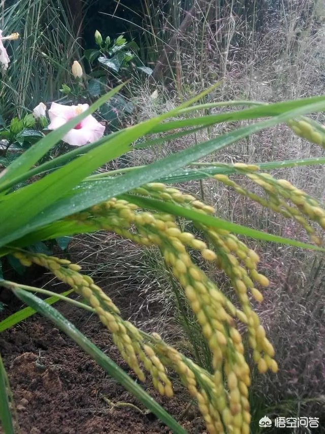 想通过种植什么东西致富,有哪些靠谱的?