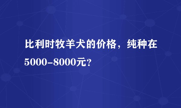 比利时牧羊犬的价格，纯种在5000-8000元？