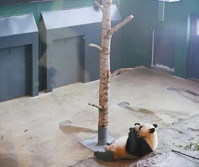 旅芬大熊猫亮相状态如何？