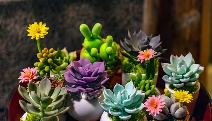 观音莲开花吗 观音莲开什么样的花