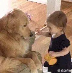 咬死过鸡的金毛会伤人吗？