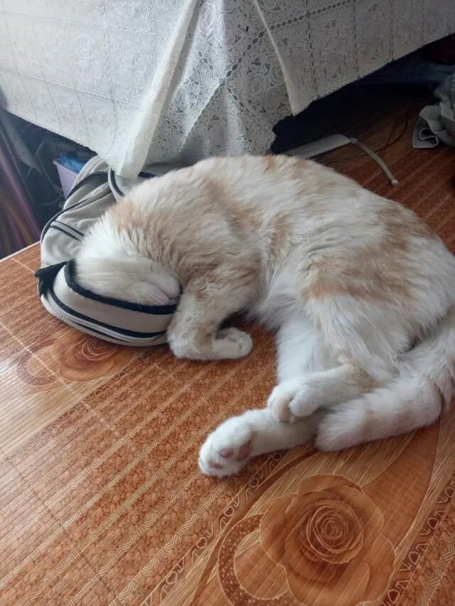 高楼住户适合养猫吗?