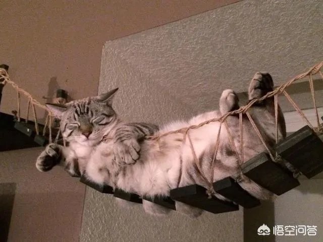 高楼住户适合养猫吗?