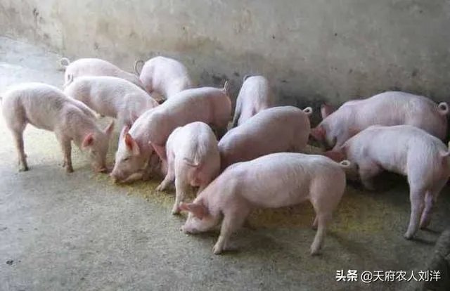 养猪效益怎样?