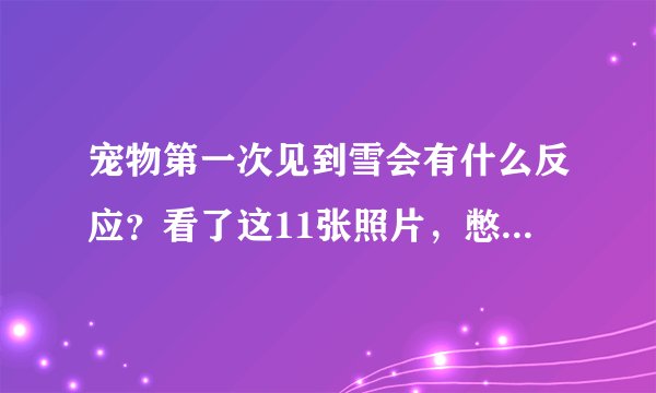宠物第一次见到雪会有什么反应?看了这11张照片,憋不住笑了