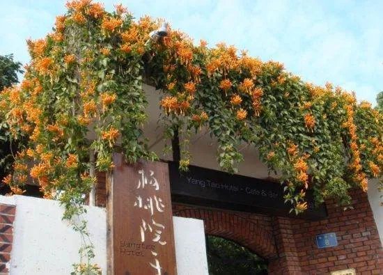 杨桃院子的介绍