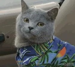 高楼住户适合养猫吗?
