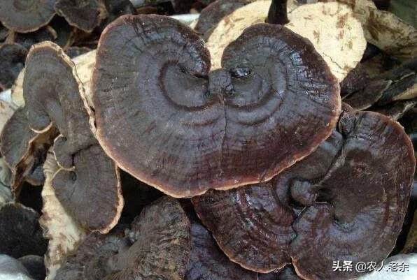 河南哪里种灵芝比较多,成规模?