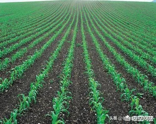 上联,黄叶无风自落,下联怎么对?