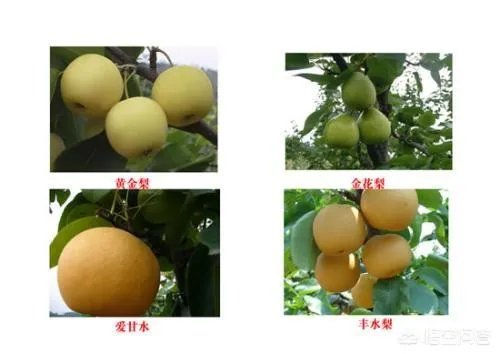 河南商丘龙卷风,上万亩梨园被毁,今年梨价会迎来一轮增长吗?