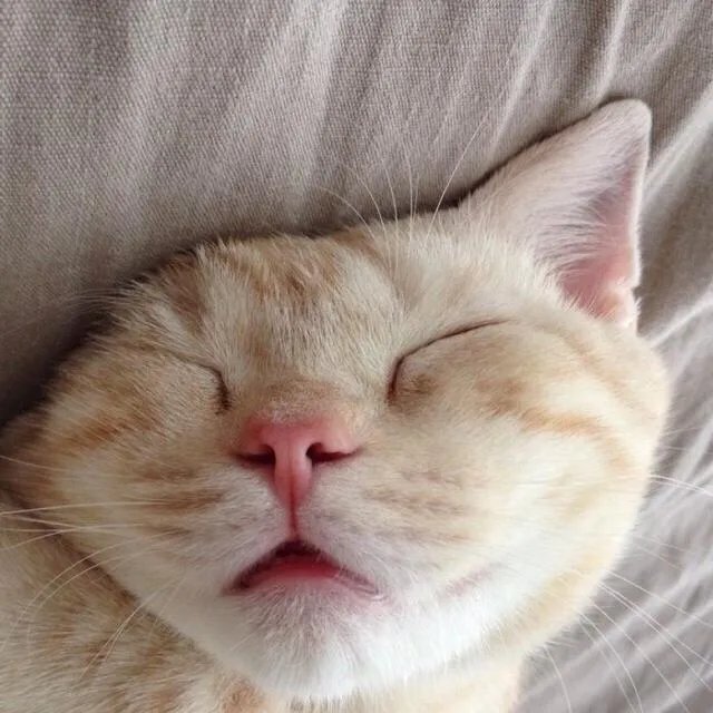 高楼住户适合养猫吗?